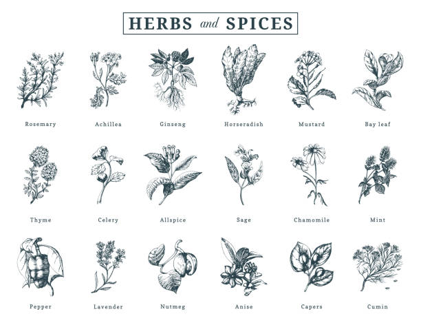 Drawn herbs and spices vector set. Botanical illustrations of organic, eco plants. Used for farm sticker,shop label etc. Drawn herbs and spices vector set. Botanical illustrations of organic, eco plants. Used for farm sticker, shop label etc. allspice stock illustrations