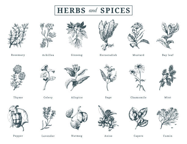 Drawn herbs and spices vector set. Botanical illustrations of organic, eco plants. Used for farm sticker,shop label etc. Drawn herbs and spices vector set. Botanical illustrations of organic, eco plants. Used for farm sticker, shop label etc. Nutmeg stock illustrations