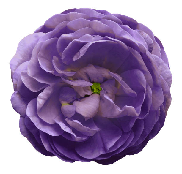 istock Violet rose flower isolated on white background with clipping path.  Closeup no shadows. For design.  Nature. 989307342
