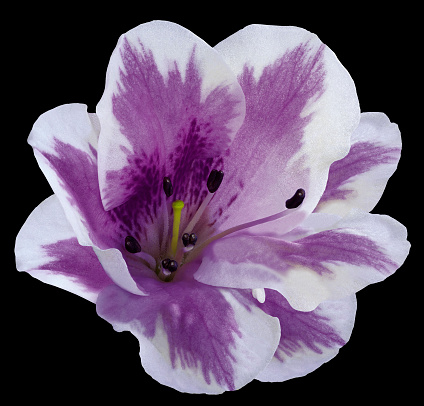 Violet  flower  lily on  the black isolated background with clipping path  no shadows. Closeup.  Nature.
