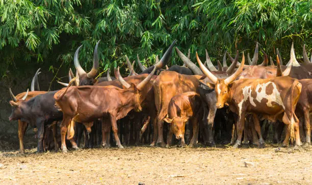 herd of Ankole-watusi cows with large horns
