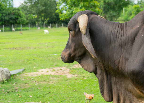 istock black ox in a farm 989310920