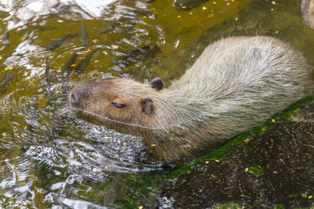 istock capybaras in the zoo 989310960