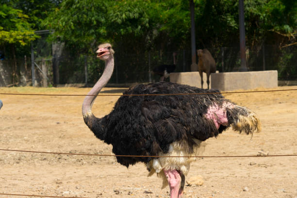 istock a ostrich in a zoo 989311230