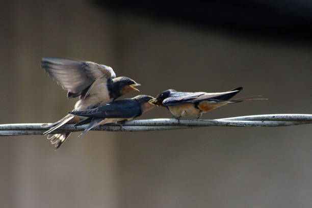 istock Swallows fed by their mother 989311664