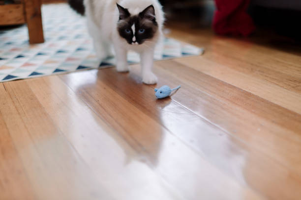istock Young ragdoll cat playing with a toy mouse 989312608
