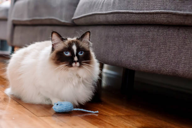 istock Young ragdoll cat playing with a toy mouse 989312614