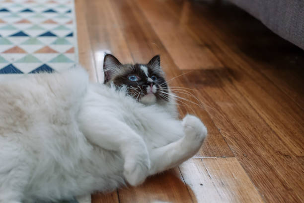 istock Young ragdoll cat playing with a toy mouse 989312634