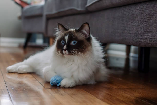istock Young ragdoll cat playing with a toy mouse 989312638
