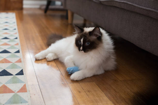 Young ragdoll cat playing with a toy mouse