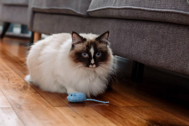 istock Young ragdoll cat playing with a toy mouse 989312678