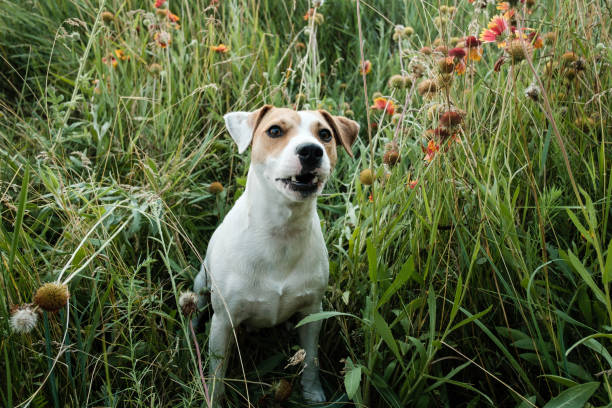 istock dog russell terrier barks in green grass 989315448