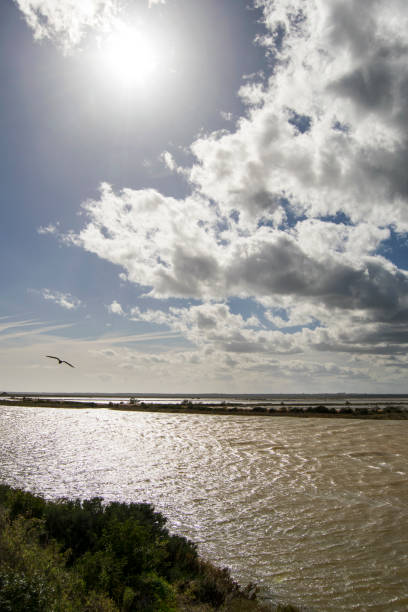 istock Marshes of the Odiel 989320762