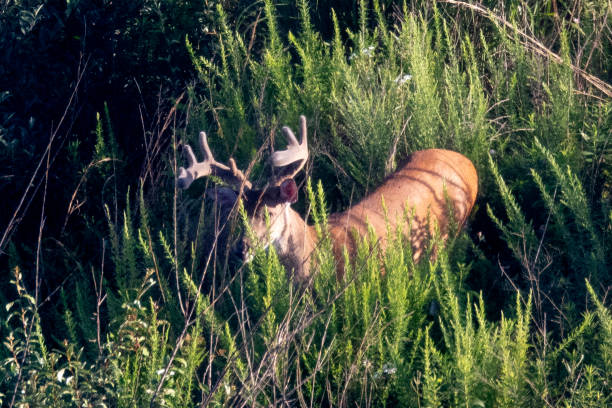 istock Whitetail Buck 989321252