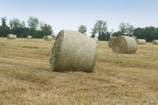 istock Straw bales in the field. 989321436
