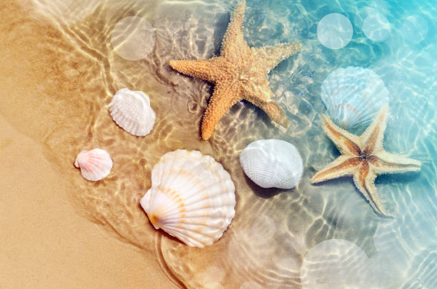 istock starfish and seashell on the summer beach in sea water. 989326594