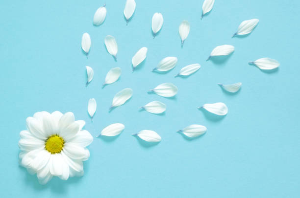 Spring or summer background with copy space for text. Chamomiles white flower with yellow heart. Top view.