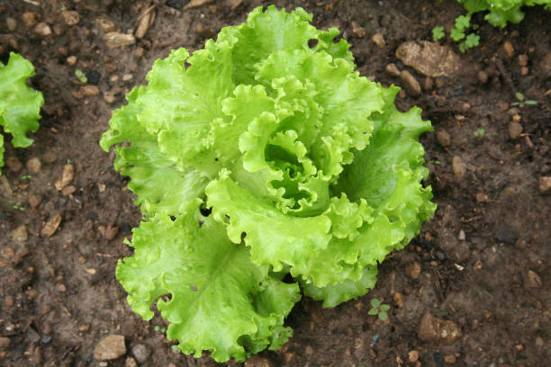 istock Green lettuce in the vegetable garden 989326734