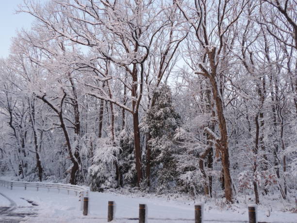 istock Beautiful Unusual Snow Day, Kanto Area 989330646