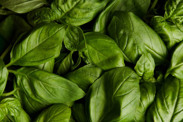 istock full frame shot of ripe green basil for background 989331258