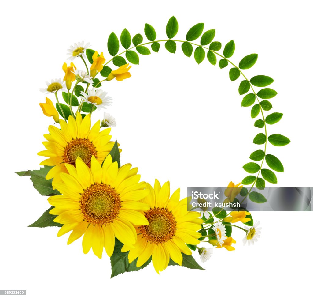 Girasoles Margaritas Y Flores De Acacia Y Hojas Verdes En Un Marco Redondo Foto de stock y más banco de imágenes de Flor - iStock Girasoles Margaritas Y Flores De Acacia Y Hojas Verdes En Un Marco Redondo Foto de stock y más banco de imágenes de Flor - iStock
