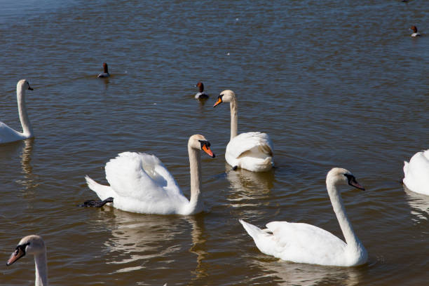 istock Swans on the lake 989334850