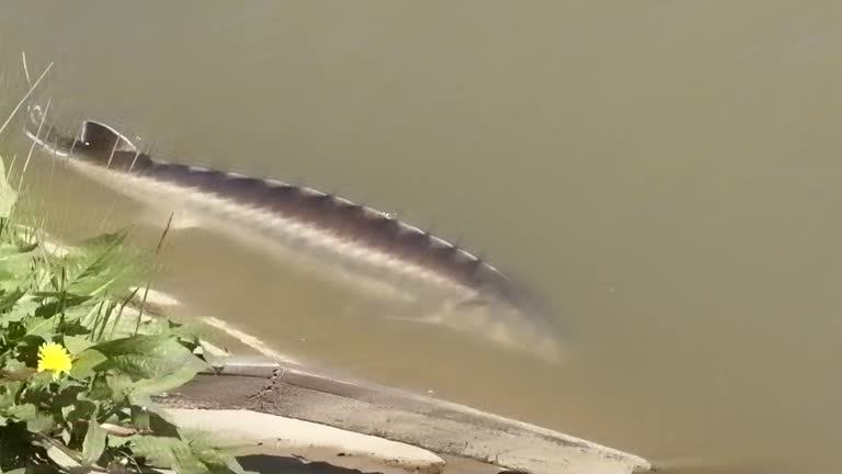 Big sturgeon floats in water on a fish farm