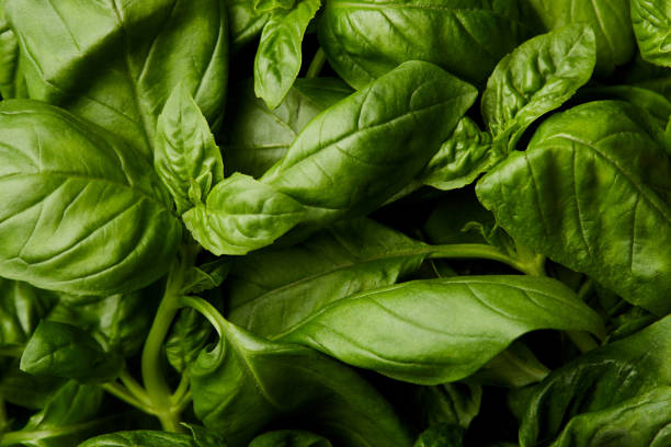 istock full frame shot of fresh green basil for background 989338464