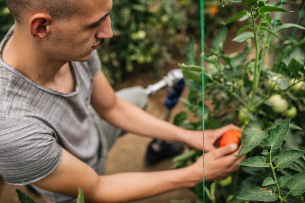istock Farmer with prosthetic leg picking tomato in greenhouse 989340042