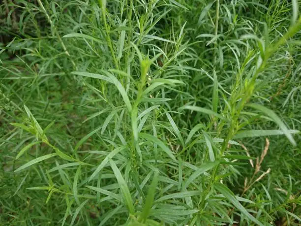 Tarragon (Artemisia dracunculus), also known as estragon, a species of perennial herb in the sunflower family