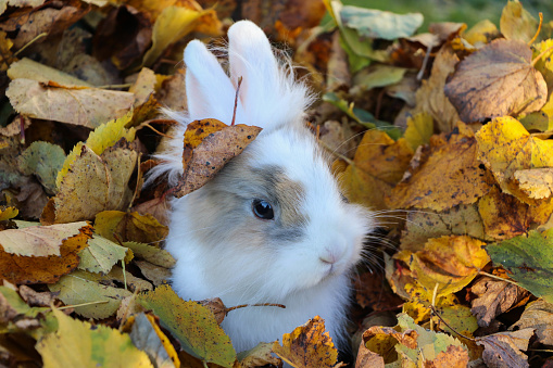white rabbit surrounded by colored leaves