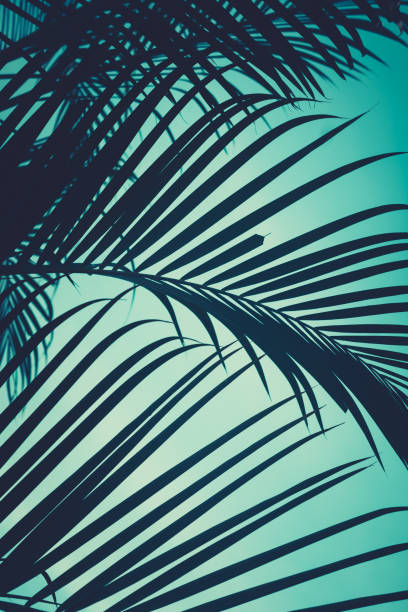 istock Palm silhouette in the blue sky. Retro toned tropical  background. 989359064
