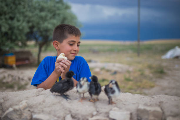 Young Caucasian Boy With Baby Chick