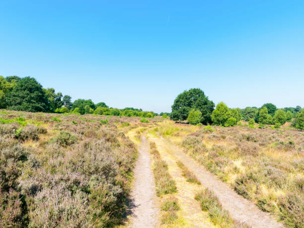 istock Rutted tracks across the moor. 989366676
