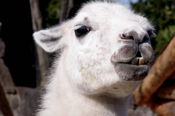 istock Face of lama. 989368216
