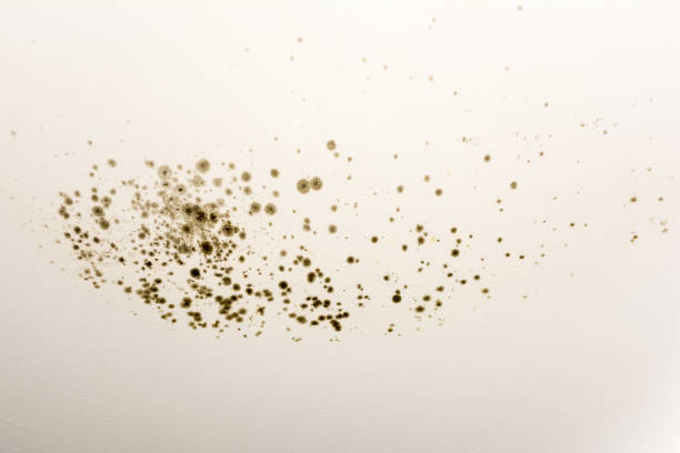 blackmold spores on a white wall caused by rain water leaks