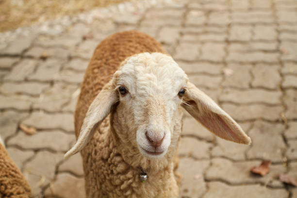 istock Close-Up Portrait Of Sheep Standing On Footpath 989370358