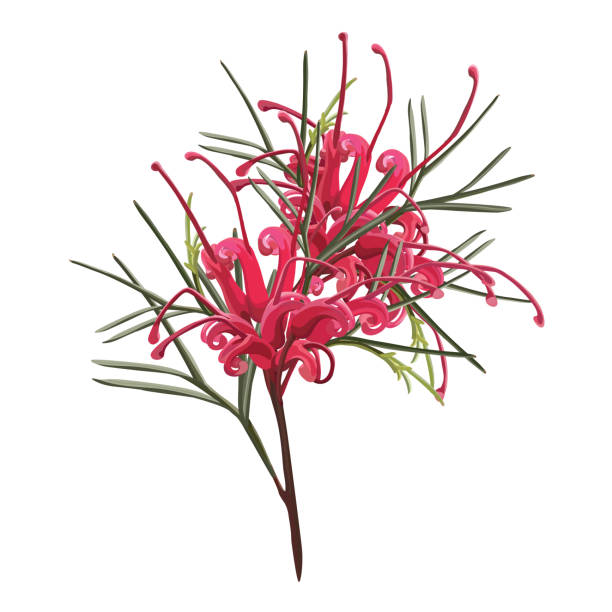 illustrations, cliparts, dessins animés et icônes de fleur de grevillea rouge vif - australian culture illustrations