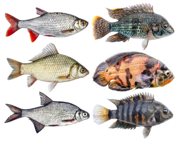 istock Freshwater colorful fish river isolated set 989379156