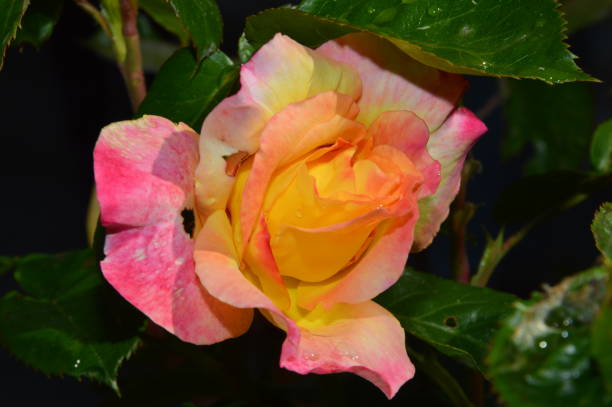 istock Zoom on an orange white red rose 989379922