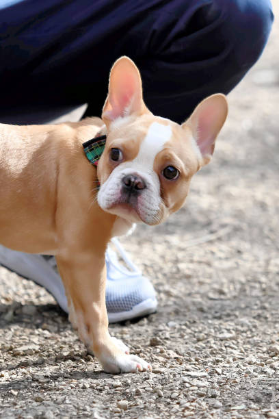 istock French Bulldog (Frenchie) Playing in the Park 989380642