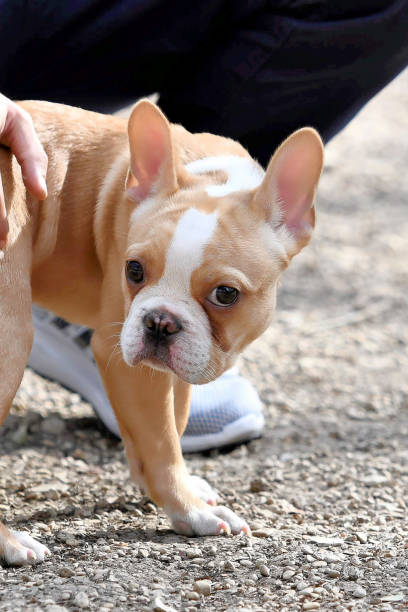 istock French Bulldog (Frenchie) Playing in the Park 989380794
