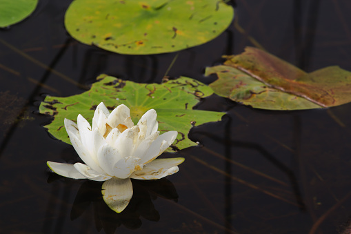 Single water lily
