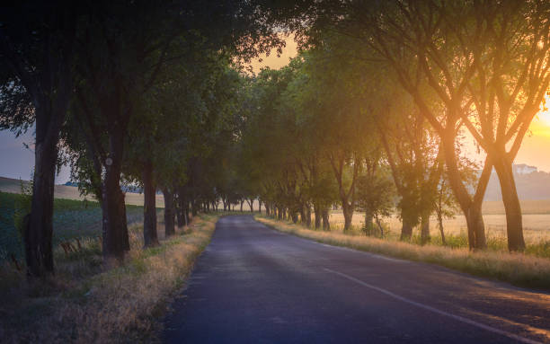 istock Country road on sunset time 989388586