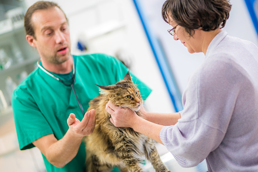 Veterinarian talking to pet owner while they are looking and examining her cat.