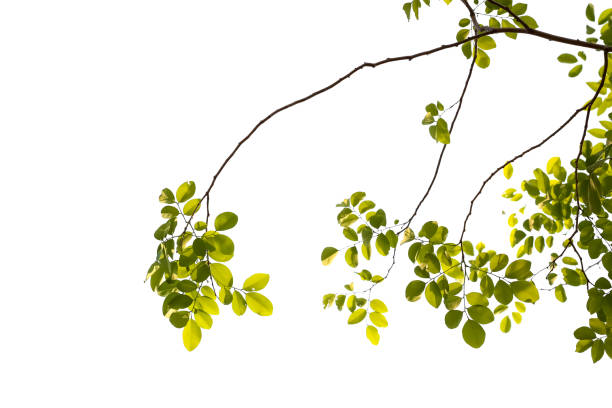 istock green leaves isolated on white background 989400636