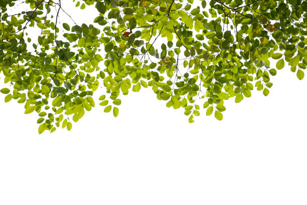 istock green leaves isolated on white background 989401260