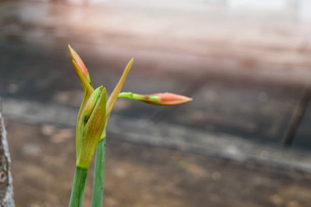 Spring flower bud isolated on white background, composition of nature unopenend green plant