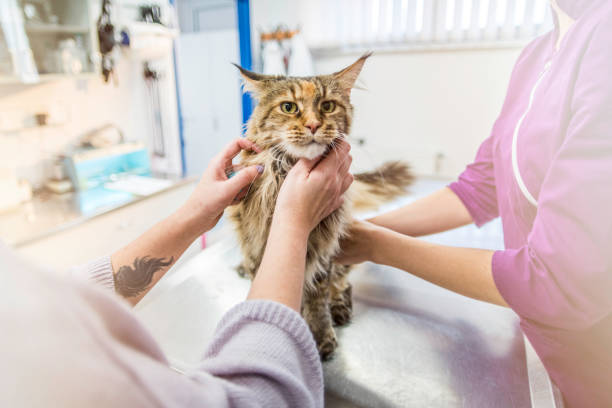 istock Cat at the veterinarian's office looking at the camera 989403150