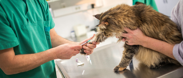 Young Asian female veterinarian wearing scrubs giving an injection to a pet (cat)